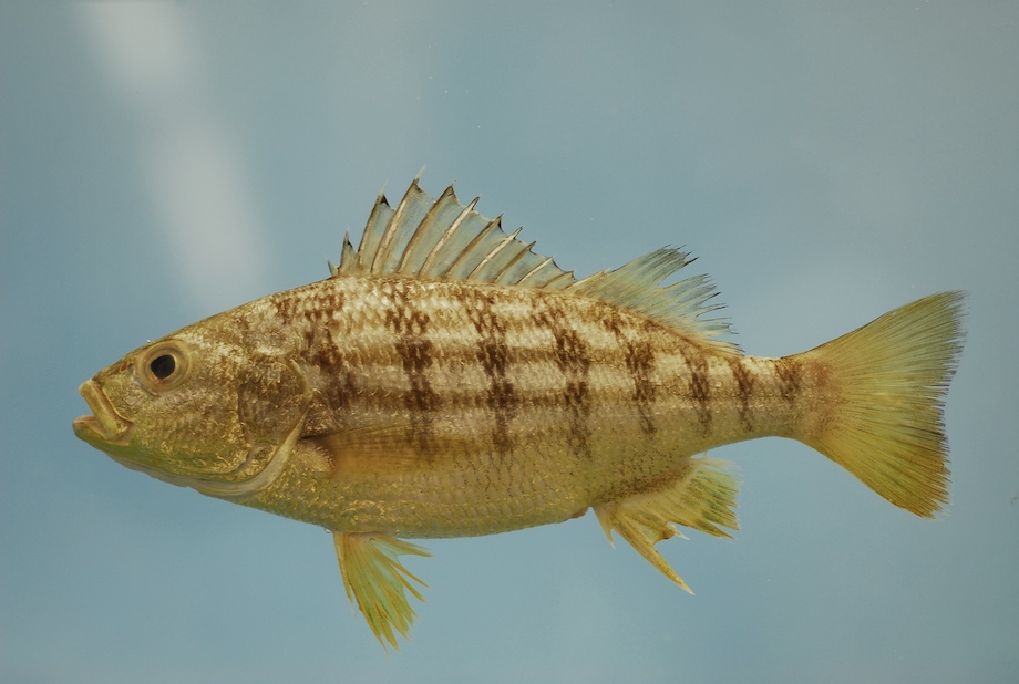 Barred Grunt (Conodon Nobilis)