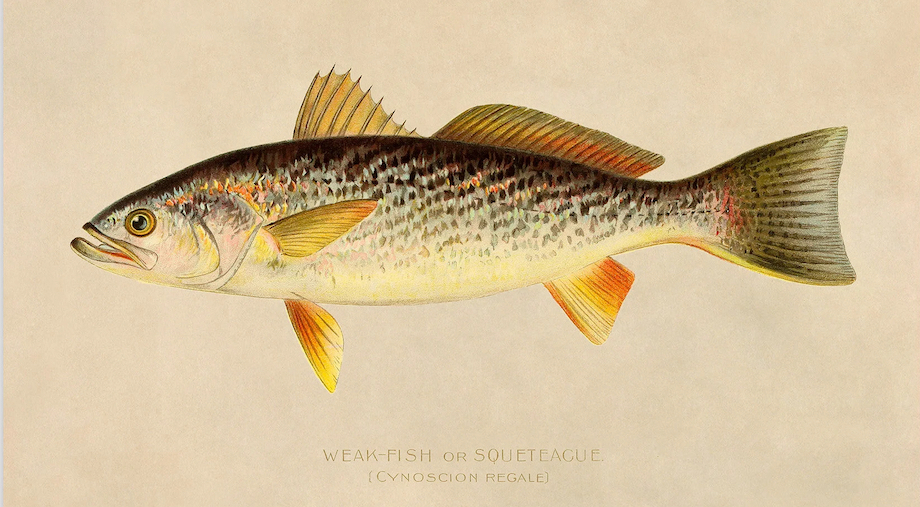 Weakfish (Cynoscion regalis)