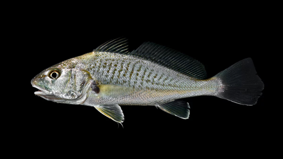 Allantic Croacker (Micropogon undulatus)