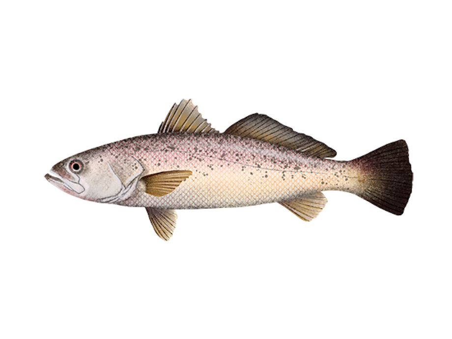 Sand Seatrout (Cynoscion arenarius)